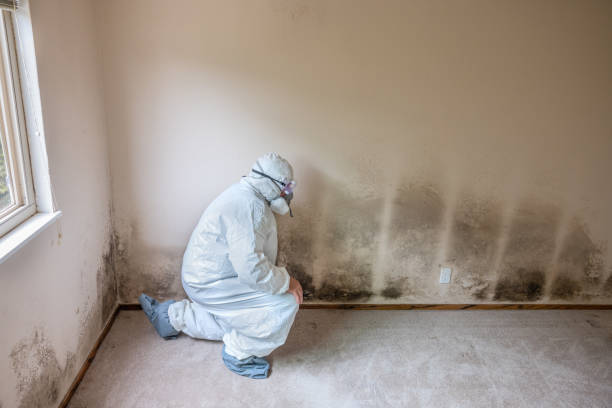 Detailed Mold Removal Process