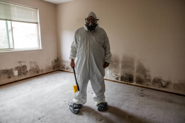 Professional Mold Removal in Montrose, PA